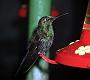 Hummingbird Garden Photo: Green-Crowned Brilliant